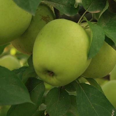Golden Delicious